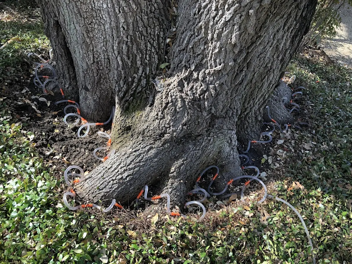 Detailed Tree Cabling and Bracing job site in Merino