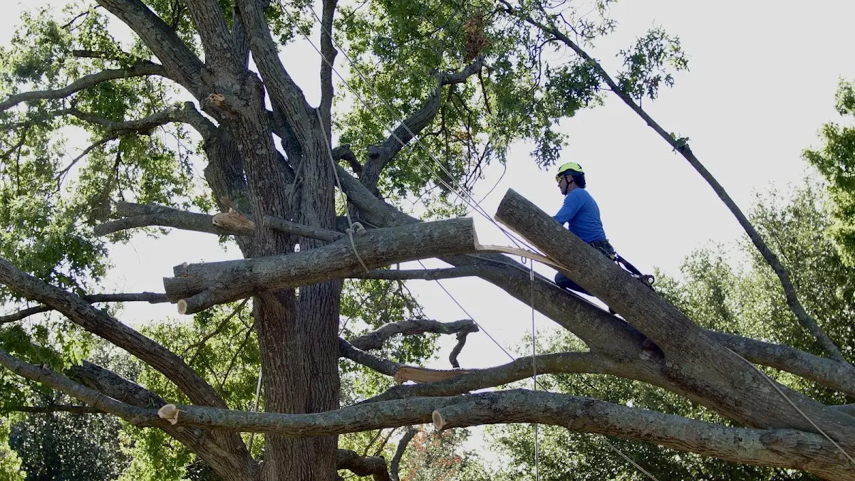 Professional Crown Thinning performed by certified arborists in Merino