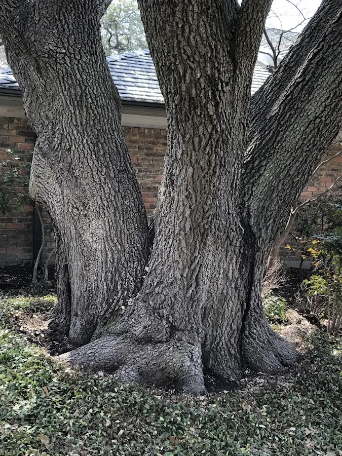 Mature heritage tree close to a Merino property cared for by certified arborists
